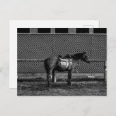 白黒馬 ポストカード (正面/裏面)