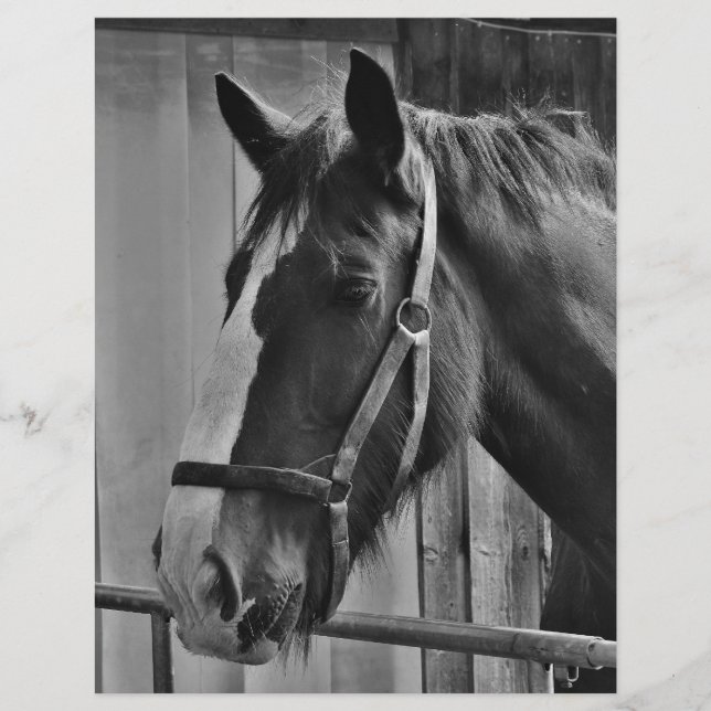 白黒馬 – 動物写真アート (正面)