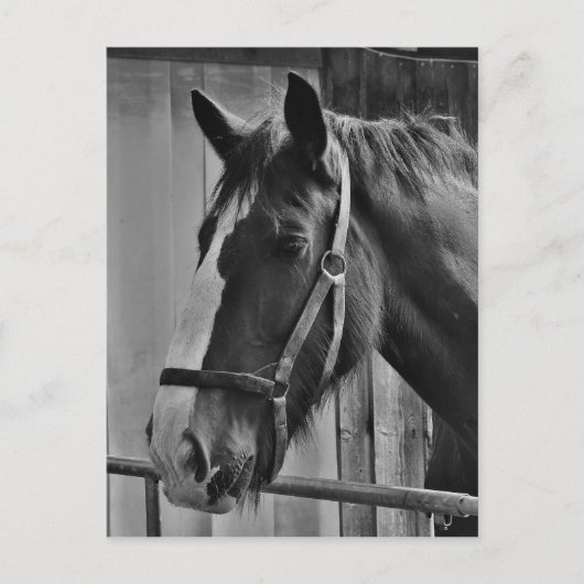 白黒馬 – 動物写真アート ポストカード (正面)