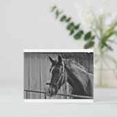 白黒馬 – 動物写真アート ポストカード (スタンド正面)