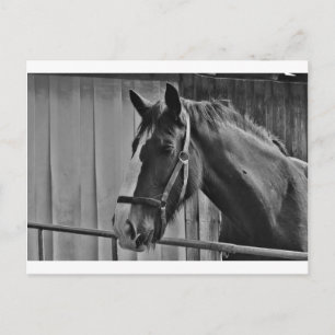 白黒馬 – 動物写真アート ポストカード