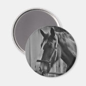 白黒馬 – 動物写真アート マグネット (正面/裏面)