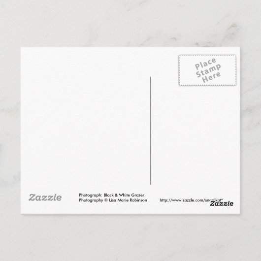 白黒馬/子馬の郵便はがき ポストカード (裏面)