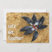 白黒鶏のサークルスイカ食べ物のスイカ 招待状 (正面)