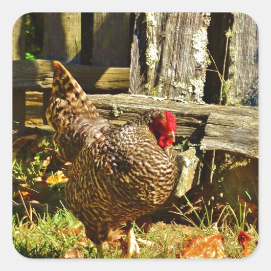 白黒鶏 スクエアシール (正面)