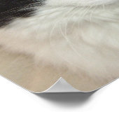 白黒龍毛猫クローズアップ ポスター (角)