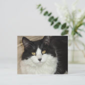 白黒龍毛猫クローズアップ ポストカード (スタンド正面)