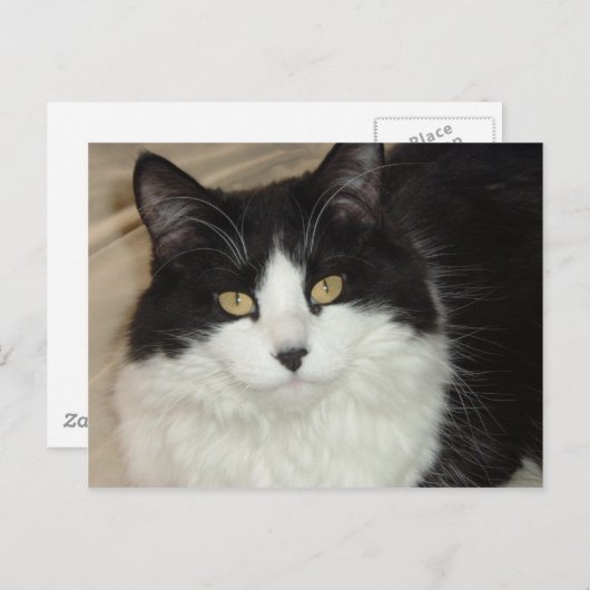 白黒龍毛猫クローズアップ ポストカード (正面/裏面)