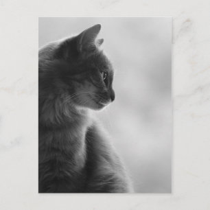 白黒、プロフィールの猫 ポストカード