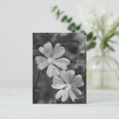 白黒 ポストカード (スタンド正面)