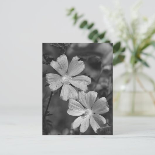 白黒 ポストカード (スタンド正面)