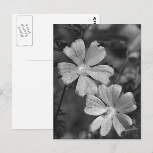 白黒 ポストカード (正面/裏面)