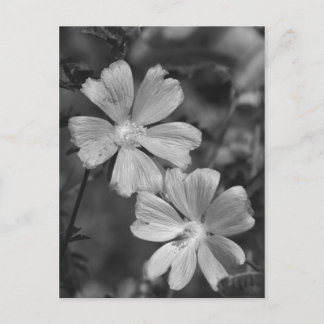 白黒 ポストカード