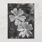 白黒 ポストカード (正面)