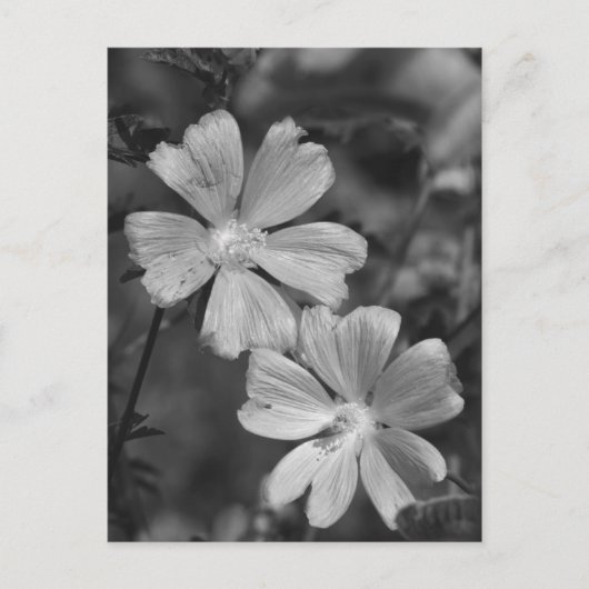 白黒 ポストカード (正面)