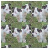 白黒（犬）スタッフォードブルテリアパピーズ ファブリック (見本)