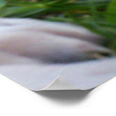 白黒(犬)スタッフォードブルテリアパピーズ ポスター (角)