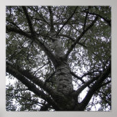 白黒：自然 ポスター (正面)