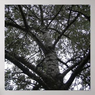 白黒：自然 ポスター