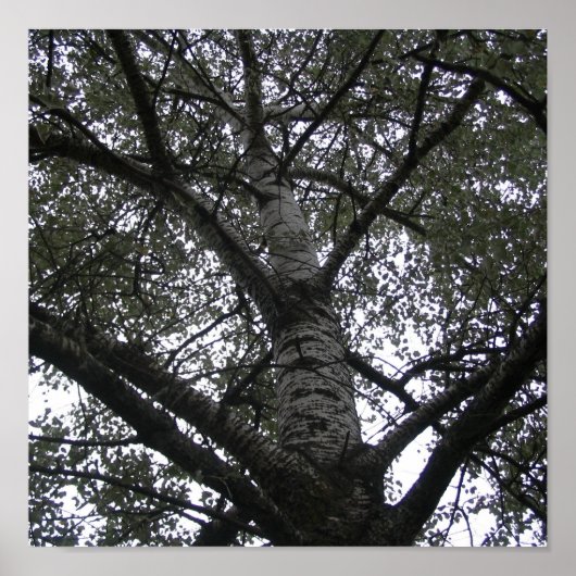 白黒：自然 ポスター (正面)