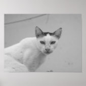 白黒 – Cat 02 ポスター (正面)