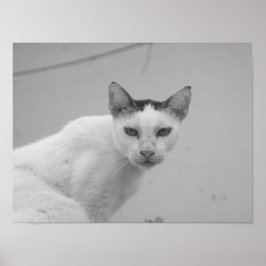 白黒 – Cat 02 ポスター