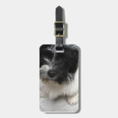 白黒Havaneseの救助の子犬 ラゲッジタグ (正面縦)