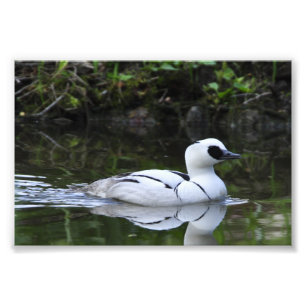 白黒Smewまたは海の潜水ガモの水鳥 フォトプリント