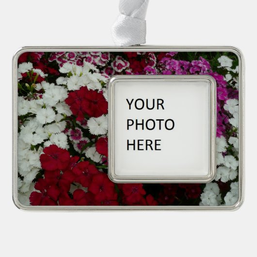 白、ピンク、赤のディアンサスフローラ シルバープレートフレームオーナメント (正面)