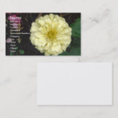 白《植物》百日草 名刺 (正面/裏面)