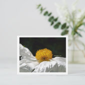 白（黄色） ポストカード (スタンド正面)