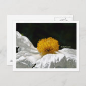 白（黄色） ポストカード (正面/裏面)