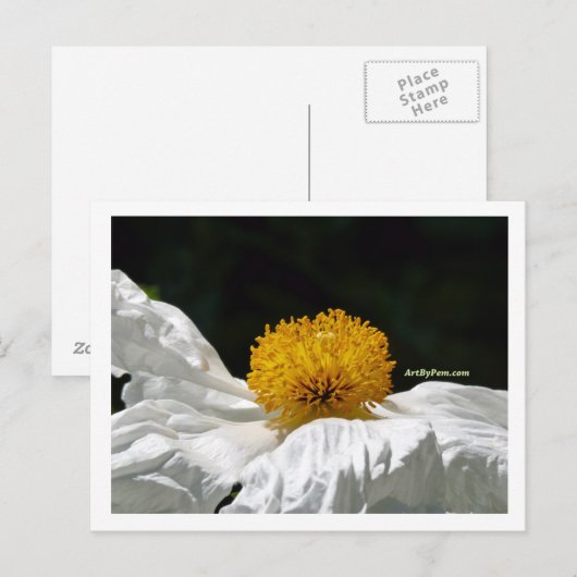 白（黄色） ポストカード (正面/裏面)