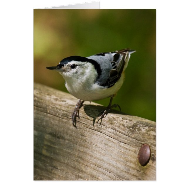 白Breasted精神病院 (正面)