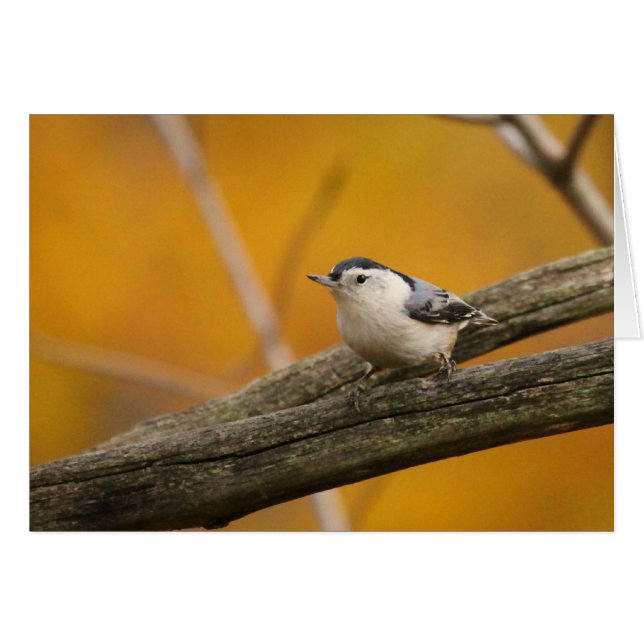 白breasted精神病院 (正面横)