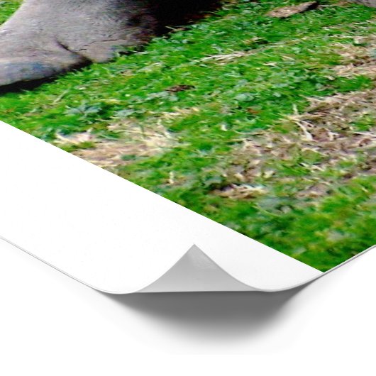 白Rhino ポスター (角)