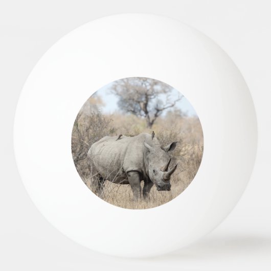 白Rhino 卓球ボール (正面)