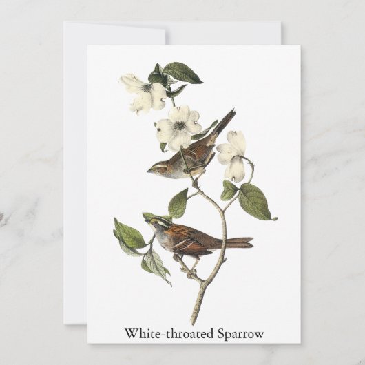 白throatedすずめ-ジョンAudubon 招待状 (正面)