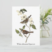 白throatedすずめ-ジョンAudubon 招待状 (スタンド正面)