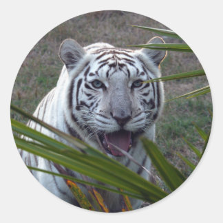 白Tiger_6170e ラウンドシール