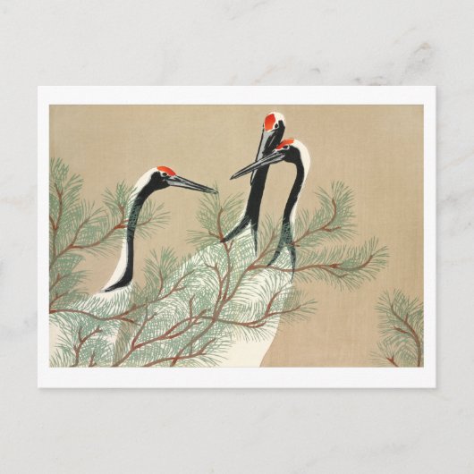 百代ヶ佐の鶴 ポストカード (正面)