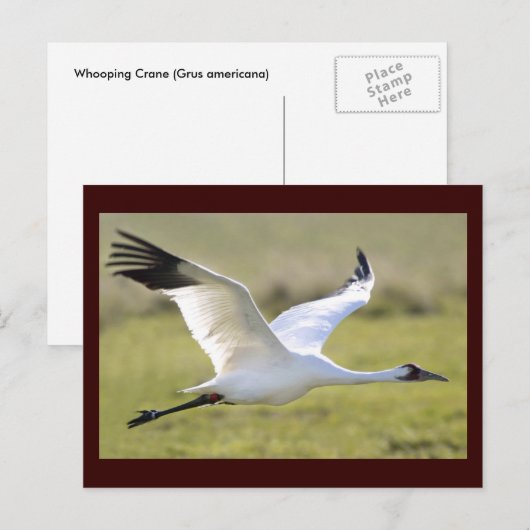 百日鶴 ポストカード (正面/裏面)