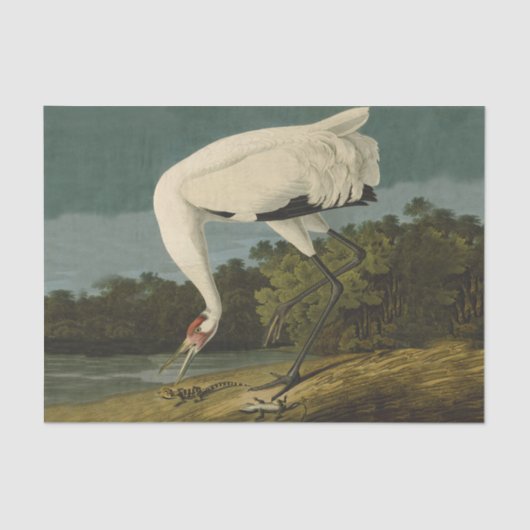 百羽鶴オードボン絵画ズ 薄葉紙 (正面)