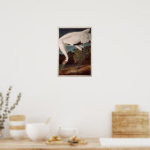 百羽鶴、『アメリカの鳥』より ポスター (キッチン)