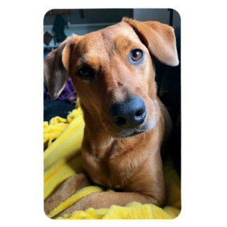 皆さん マグネット