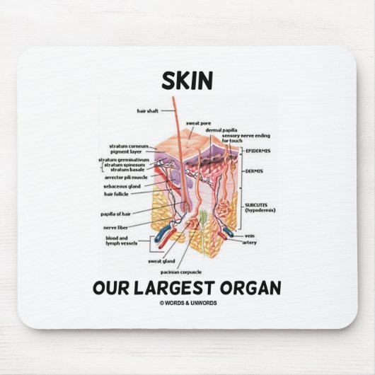 皮を剥いで下さい私達の最も大きい器官(皮膚層)の マウスパッド (正面)