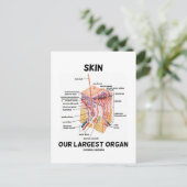 皮膚の最大の臓器(皮膚層) ポストカード (スタンド正面)