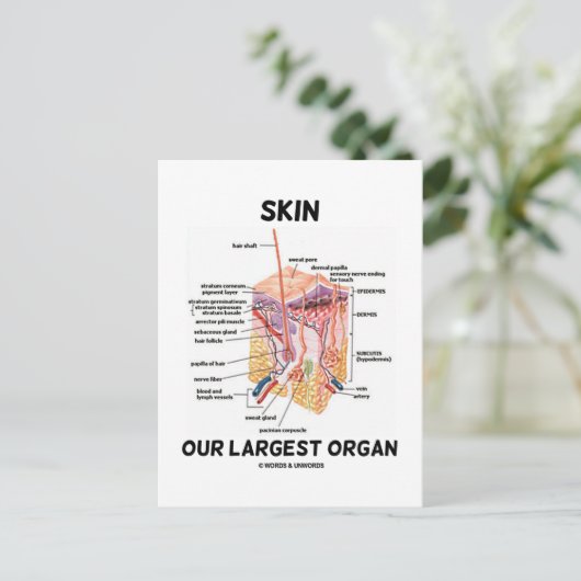 皮膚の最大の臓器(皮膚層) ポストカード (スタンド正面)
