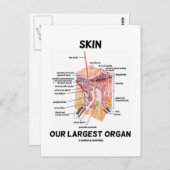 皮膚の最大の臓器(皮膚層) ポストカード (正面/裏面)