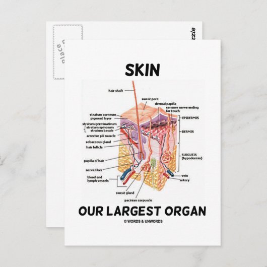 皮膚の最大の臓器（皮膚層） ポストカード (正面/裏面)
